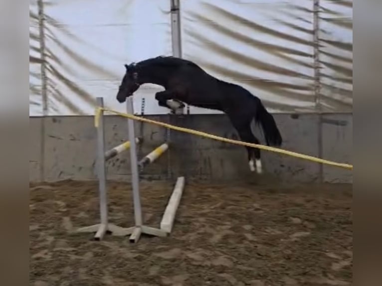 Węgierski koń sportowy Wałach 4 lat 145 cm Ciemnogniada in Ried am Riederberg