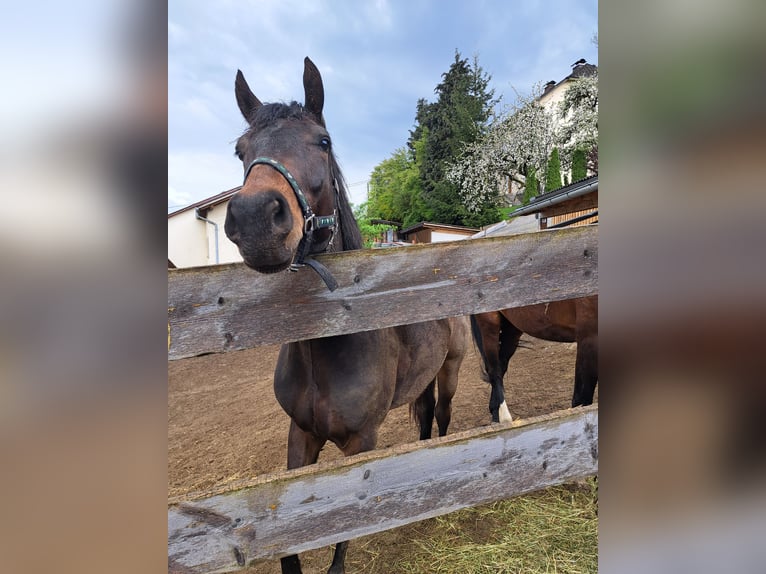 Węgierski koń sportowy Wałach 4 lat 160 cm Gniada in Sarleinsbach