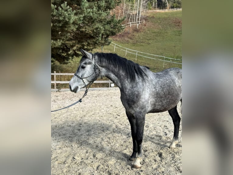 Węgierski koń sportowy Wałach 4 lat 160 cm Siwa jabłkowita in Tata