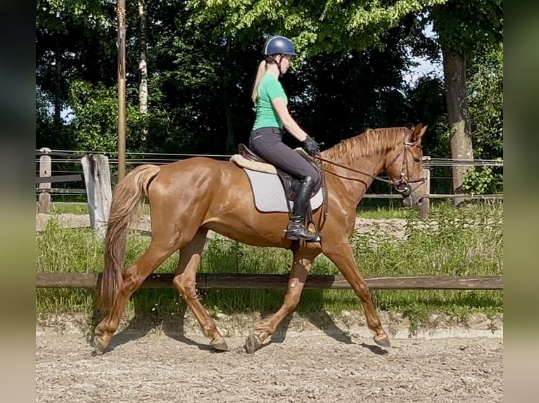 Węgierski koń sportowy Wałach 4 lat 167 cm Kasztanowata in Borstel