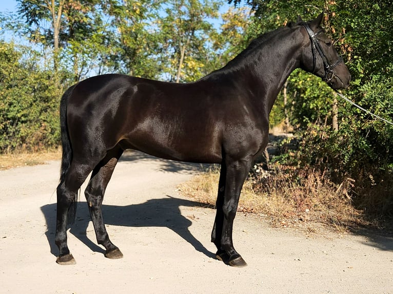 Węgierski koń sportowy Wałach 4 lat 168 cm Ciemnogniada in Békés