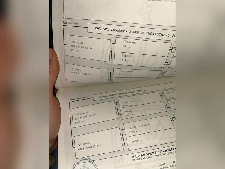Węgierski koń sportowy Wałach 4 lat 170 cm Siwa in Hódmezővásárhely Węgierski koń sportowy Wałach 4 lat 170 cm Siwa in Hódmezővásárhely