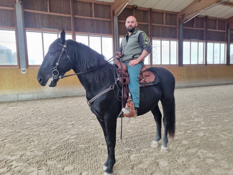 Węgierski koń sportowy Wałach 4 lat 170 cm Skarogniada in Schlierbach