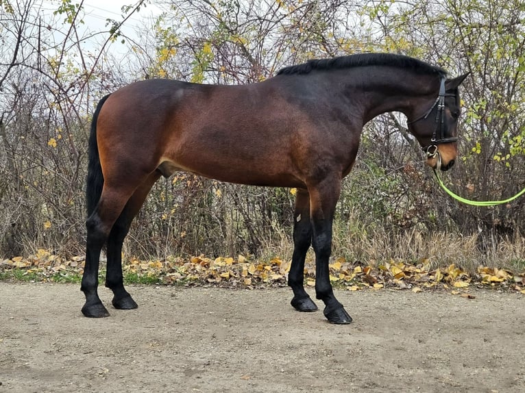 Węgierski koń sportowy Wałach 4 lat 173 cm Gniada in B&#xE9;k&#xE9;s