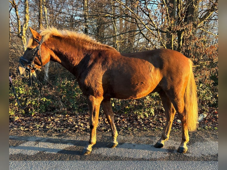 Węgierski koń sportowy Wałach 5 lat 141 cm Kasztanowata in Overath