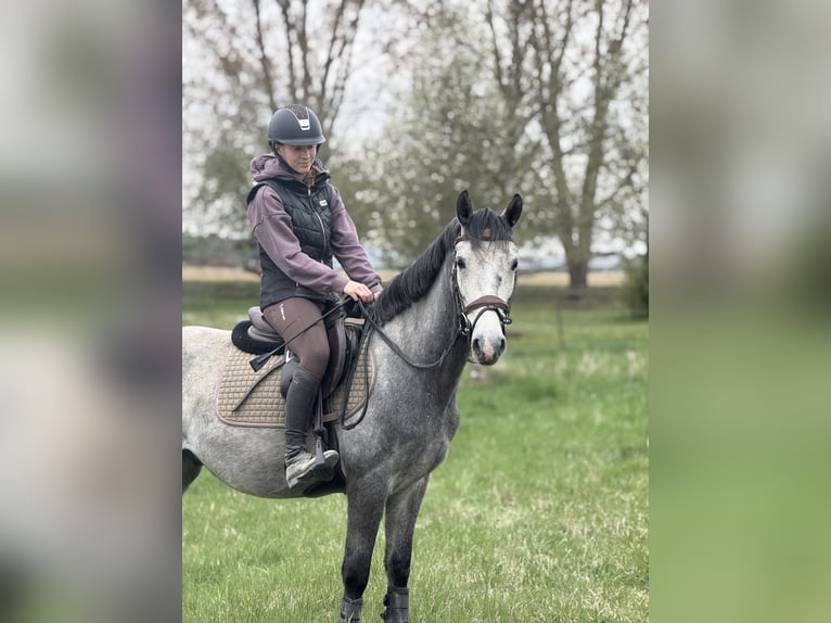 Węgierski koń sportowy Wałach 5 lat 145 cm Siwa in Bad blumau