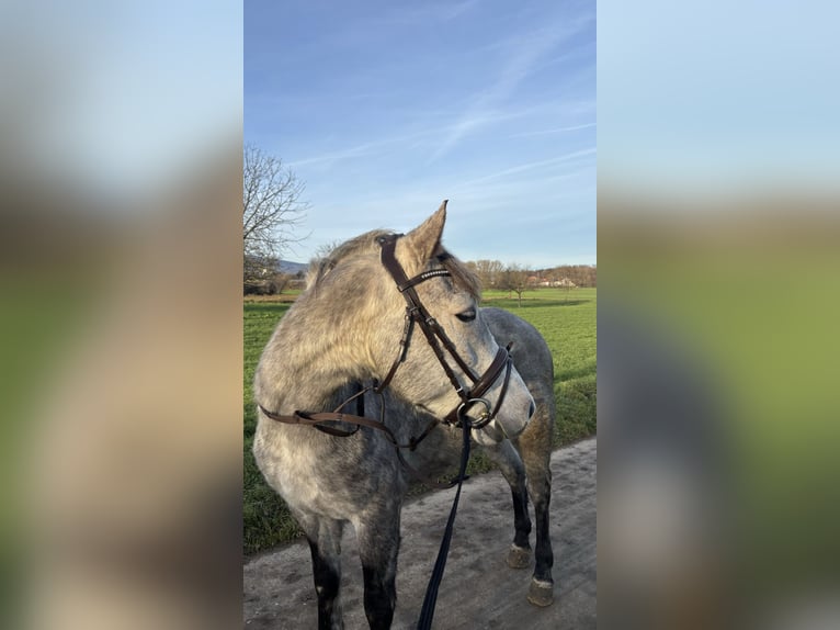 Węgierski koń sportowy Mix Wałach 5 lat 150 cm Siwa jabłkowita in Frankfurt am Main