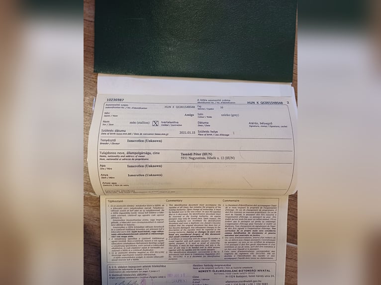 Węgierski koń sportowy Mix Wałach 5 lat 152 cm Karosiwa in Lindern (Oldenburg)