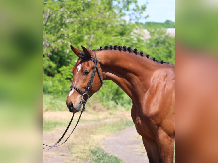 Węgierski koń sportowy Wałach 5 lat 155 cm Gniada in Gyula