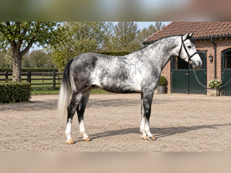 Węgierski koń sportowy Wałach 5 lat 160 cm Siwa jabłkowita in Békés