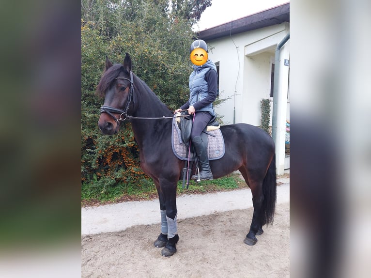 Węgierski koń sportowy Wałach 5 lat 163 cm Ciemnogniada in Tulln