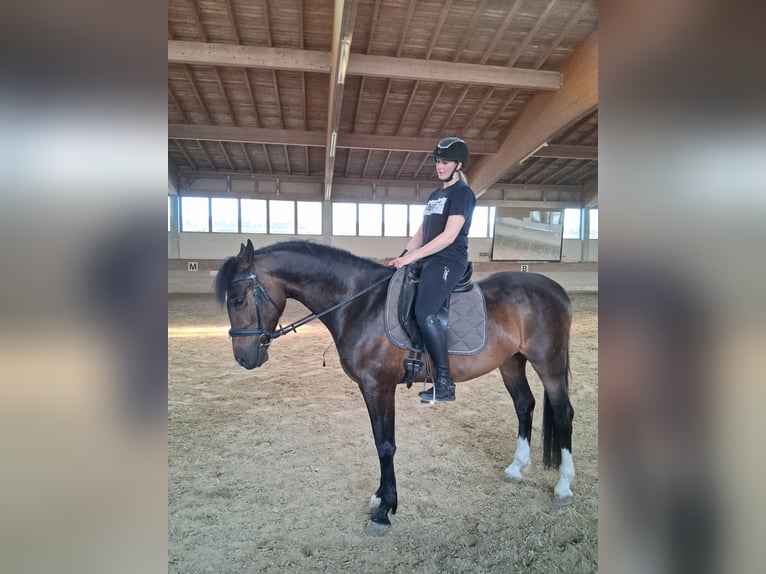 Węgierski koń sportowy Wałach 5 lat 165 cm Skarogniada in Heroldstatt Ennabeuren