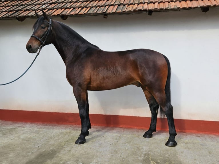 Węgierski koń sportowy Mix Wałach 5 lat 173 cm Gniada in Békés