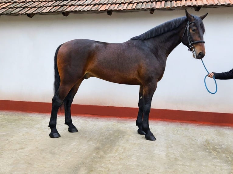 Węgierski koń sportowy Mix Wałach 5 lat 173 cm Gniada in Békés