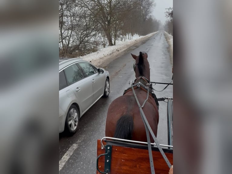 Węgierski koń sportowy Wałach 6 lat 152 cm Gniada in Tass