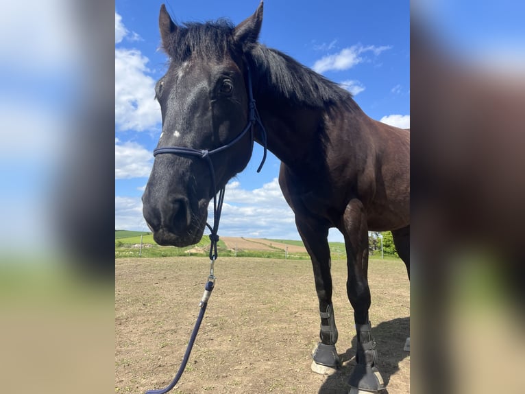 Węgierski koń sportowy Wałach 6 lat 155 cm Kara in Hollenstein