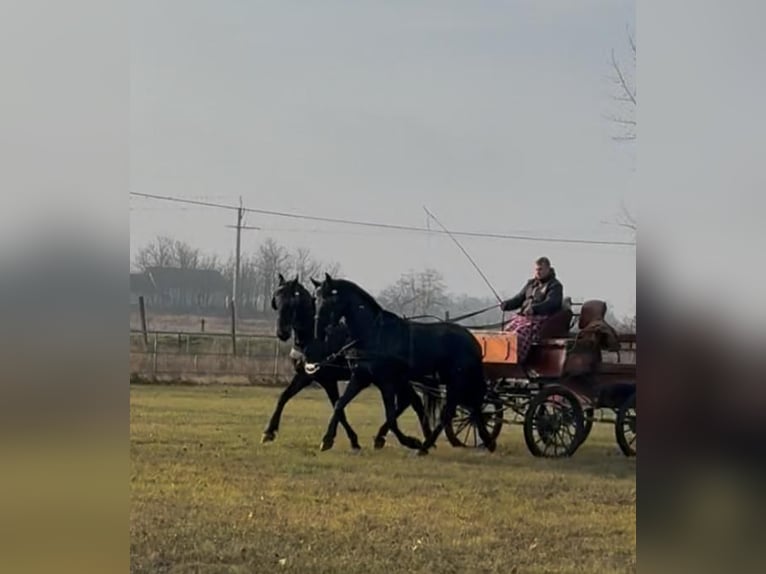 Węgierski koń sportowy Wałach 6 lat 165 cm Ciemnogniada in Tass