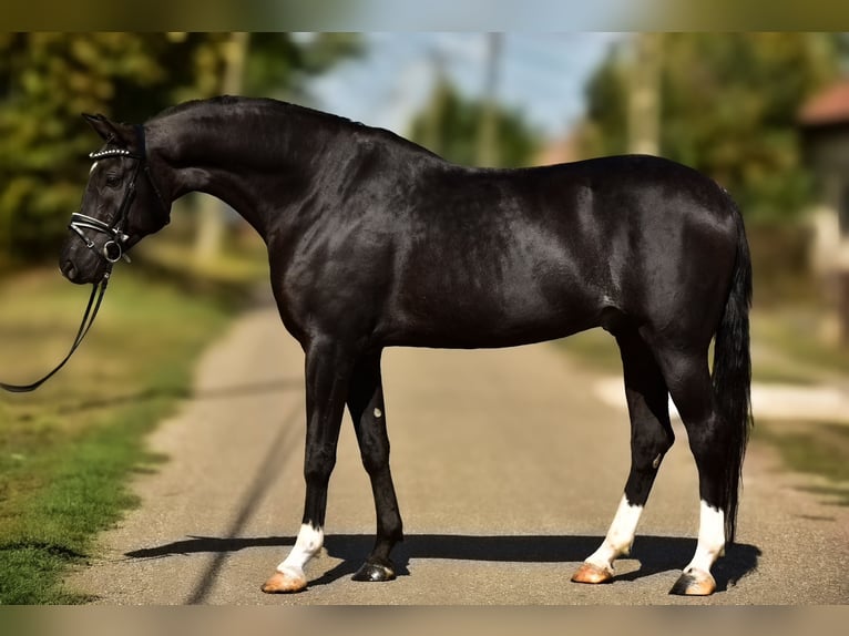 Węgierski koń sportowy Wałach 6 lat 168 cm Kara in Zalaegerszeg