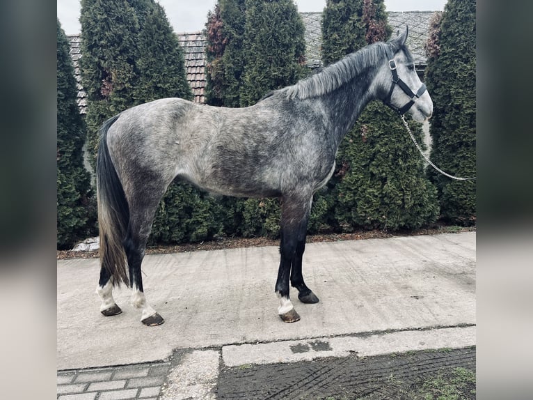 Węgierski koń sportowy Mix Wałach 6 lat 168 cm Siwa in Besenyőtelek