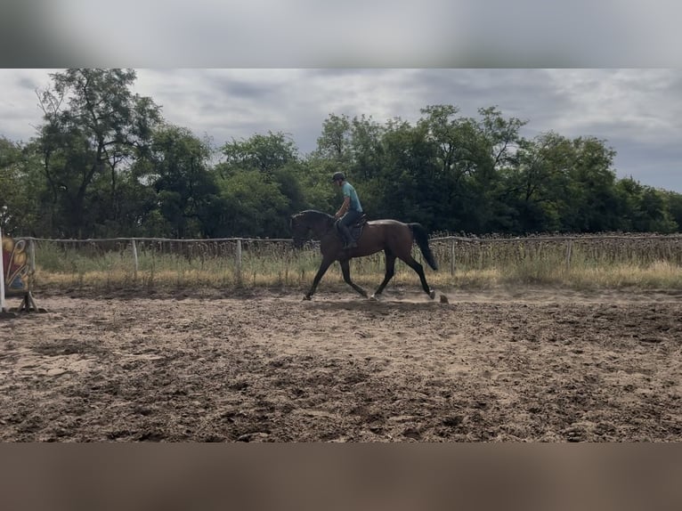 Węgierski koń sportowy Wałach 6 lat 178 cm Gniada in Újfehértó