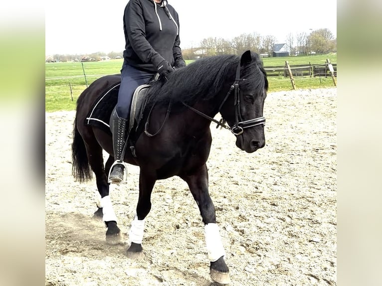 Węgierski koń sportowy Wałach 7 lat 143 cm Skarogniada in Zwartewaal