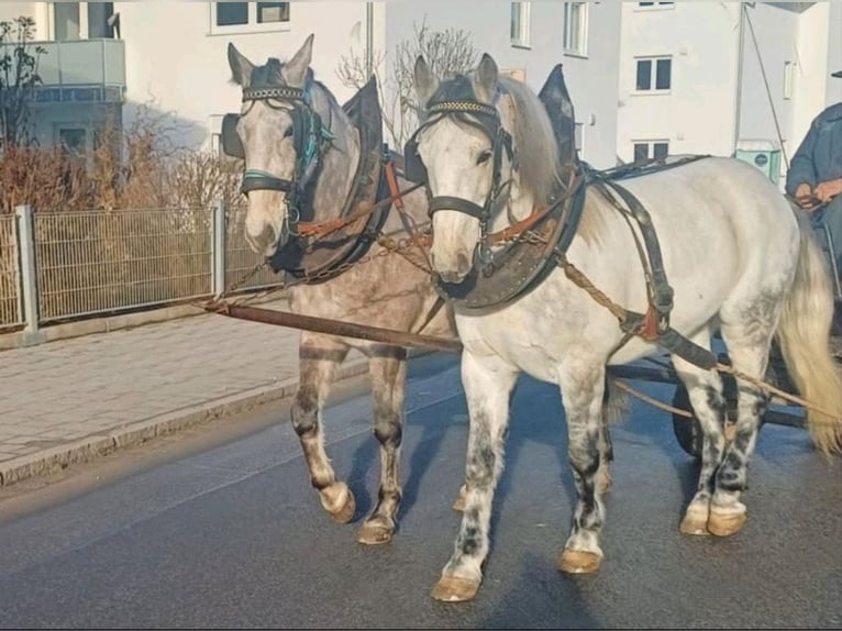 Węgierski koń sportowy Wałach 7 lat 155 cm Siwa jabłkowita in Leiblfing