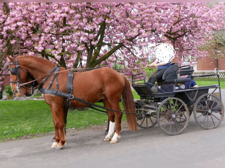 Węgierski koń sportowy Wałach 7 lat 163 cm Kasztanowata in Heinsberg