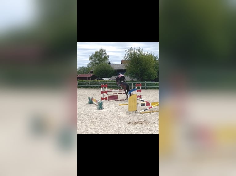 Węgierski koń sportowy Wałach 7 lat 165 cm Ciemnogniada in Pittenhart