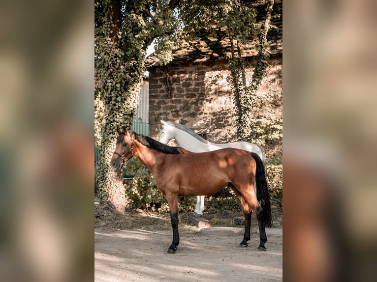 Węgierski koń sportowy Wałach 7 lat 166 cm Gniada in Ha&#xDF;loch