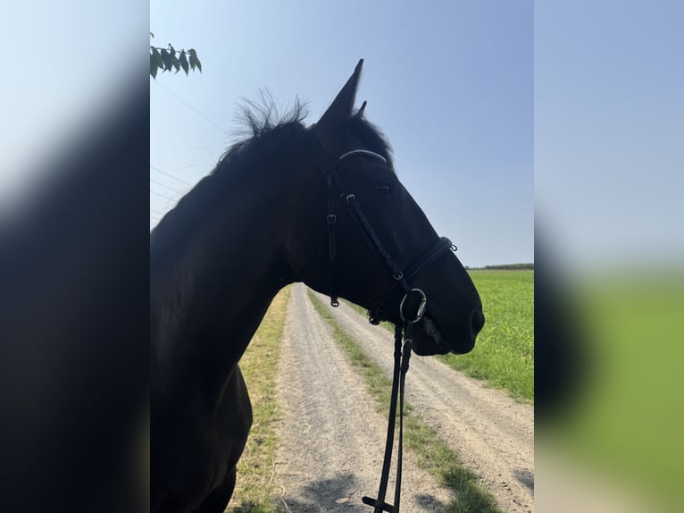 Węgierski koń sportowy Wałach 7 lat 167 cm Skarogniada in Rheinbach