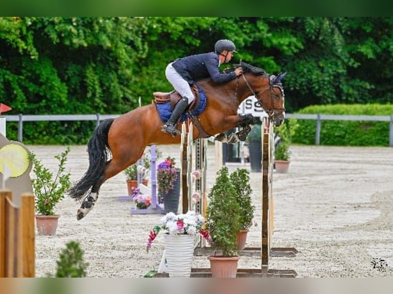 Węgierski koń sportowy Wałach 7 lat 168 cm Gniada in Gy&#x151;r&#xFA;jbar&#xE1;t