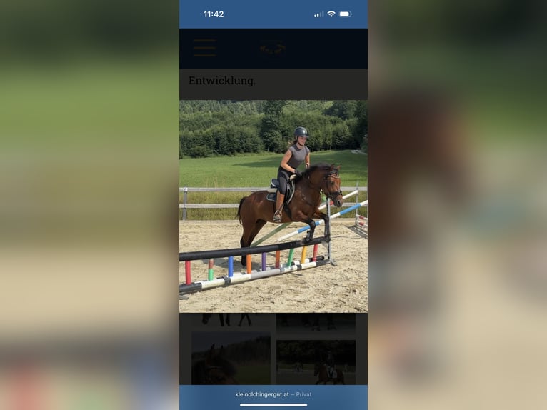 Węgierski koń sportowy Wałach 8 lat 139 cm Gniada in Nußdorf