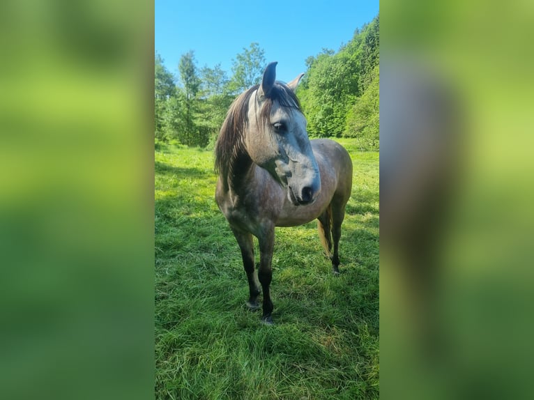 Węgierski koń sportowy Wałach 8 lat 147 cm Może być siwy in Bickendorf