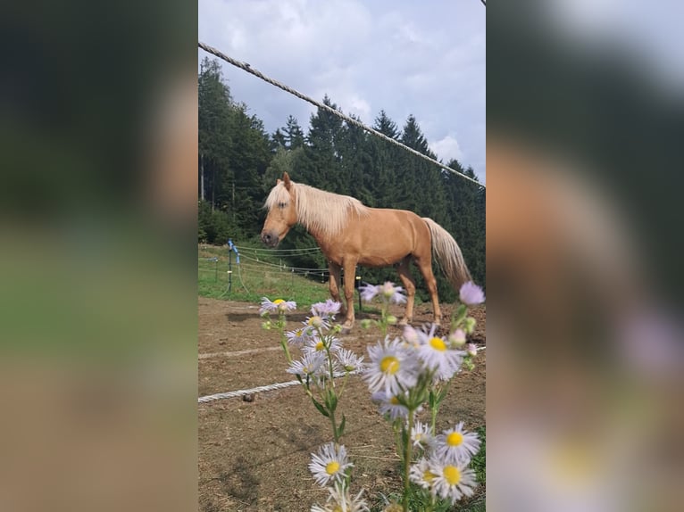 Węgierski koń sportowy Mix Wałach 8 lat 150 cm Izabelowata in Neustadtl-Markt