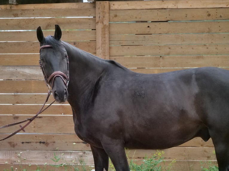 Węgierski koń sportowy Wałach 8 lat 155 cm Kara in Galenberg
