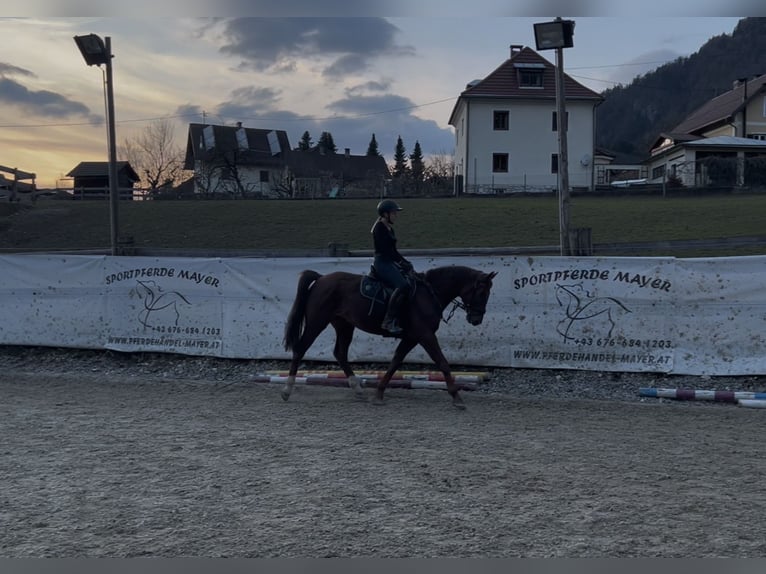 Węgierski koń sportowy Wałach 8 lat 158 cm Kasztanowata in Villach