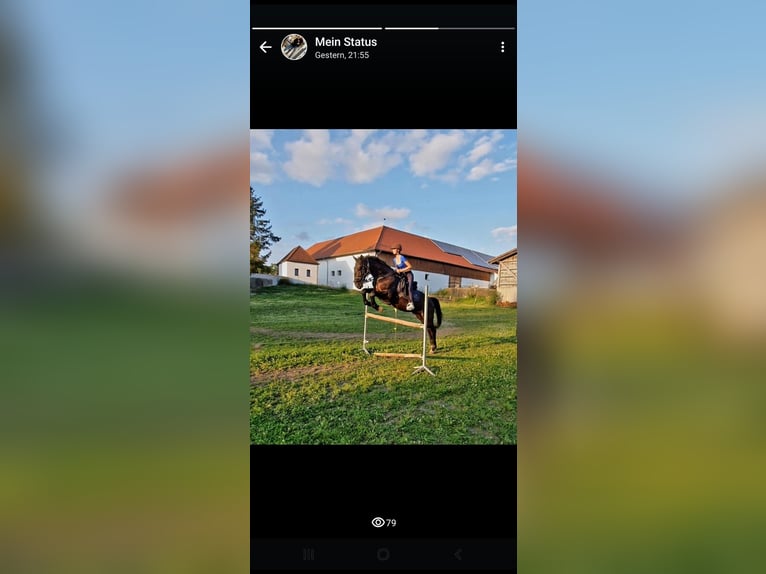 Węgierski koń sportowy Wałach 8 lat 165 cm Kara in Steindorf