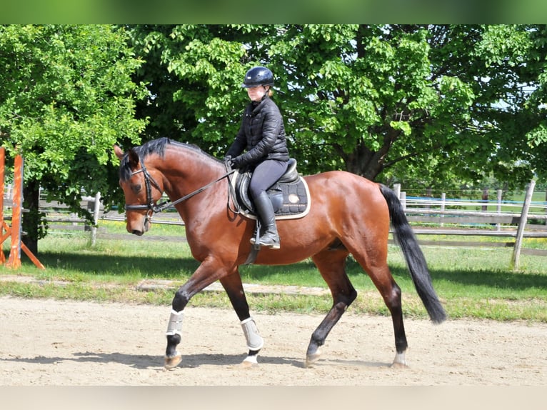Węgierski koń sportowy Wałach 8 lat 167 cm Gniada in Schattendorf