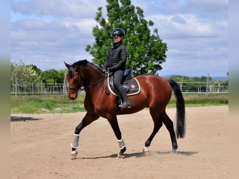 Węgierski koń sportowy Wałach 8 lat 167 cm Gniada in Schattendorf