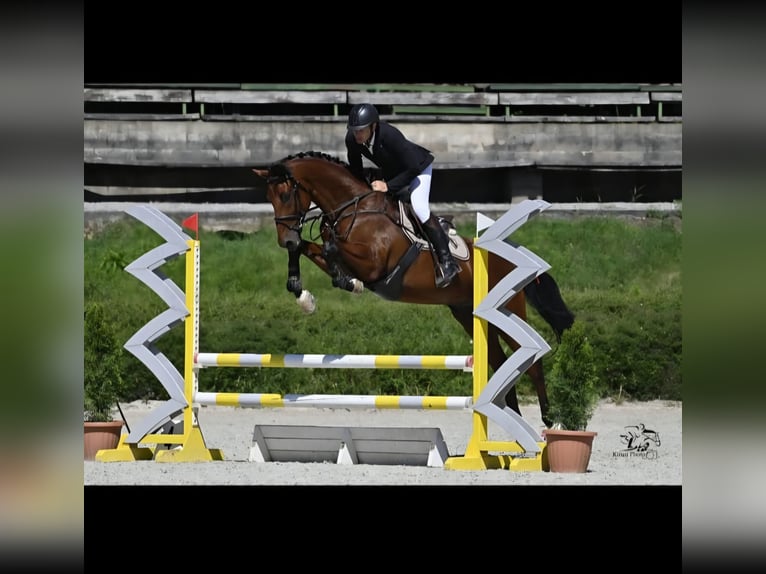 Węgierski koń sportowy Wałach 8 lat 167 cm Gniada in Schattendorf