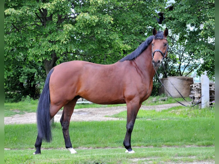 Węgierski koń sportowy Wałach 8 lat 167 cm Gniada in Schattendorf