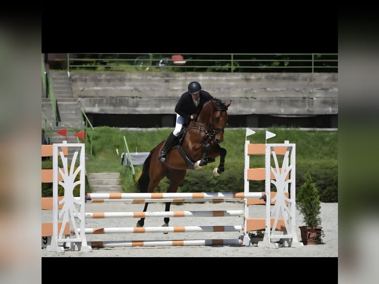 Węgierski koń sportowy Wałach 8 lat 167 cm Gniada in Schattendorf
