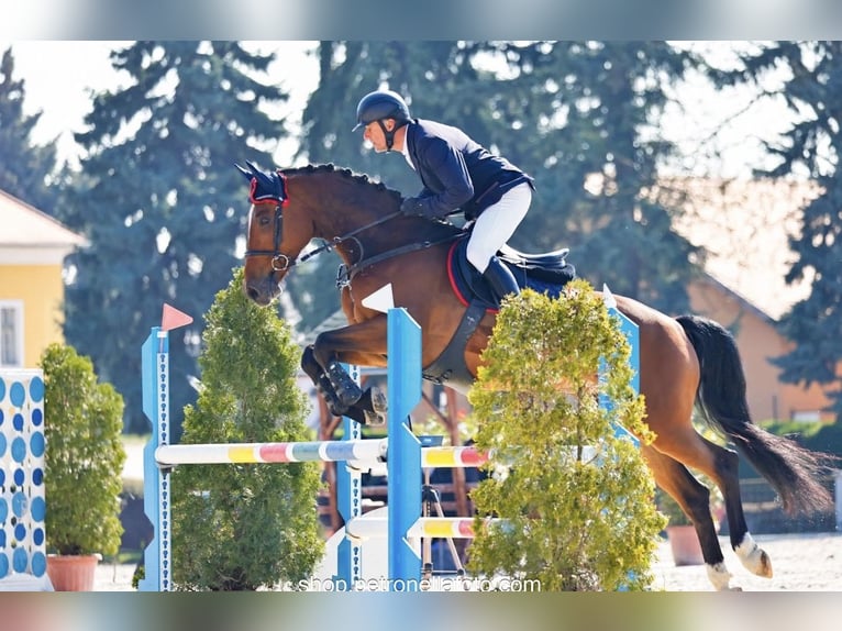 Węgierski koń sportowy Wałach 8 lat 168 cm Gniada in Budapest