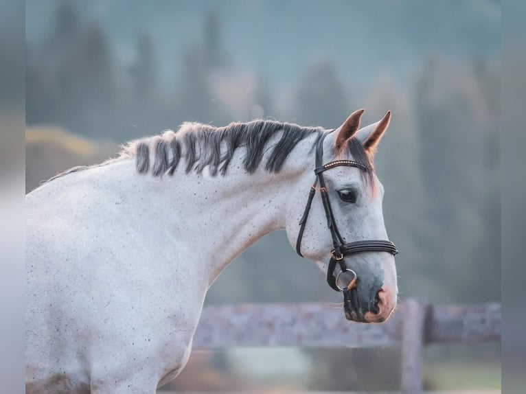 Węgierski koń sportowy Wałach 8 lat 174 cm Siwa in Oberdrauburg