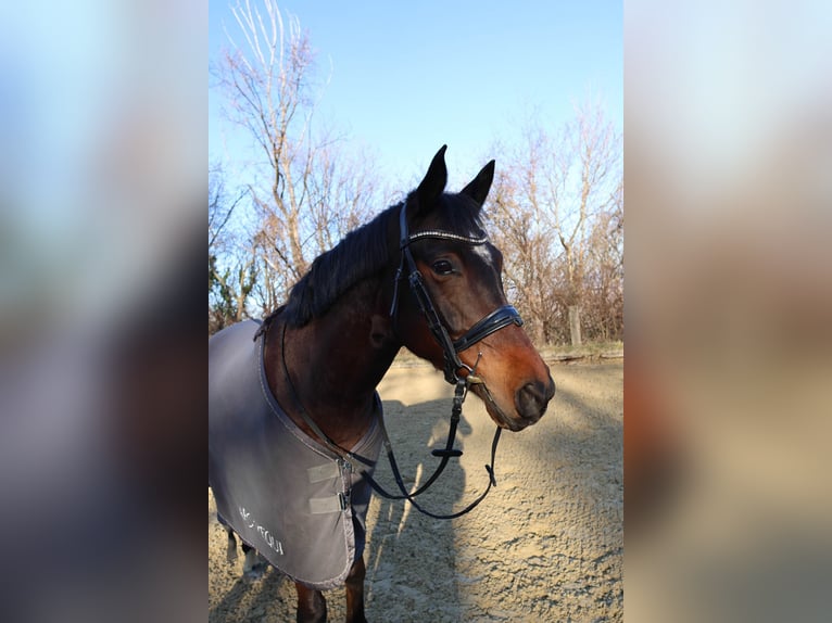 Węgierski koń sportowy Mix Wałach 9 lat 154 cm Ciemnogniada in Margarethen am Moos