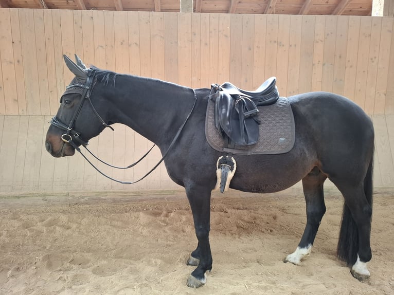 Węgierski koń sportowy Wałach 9 lat 156 cm Ciemnogniada in Schorndorf