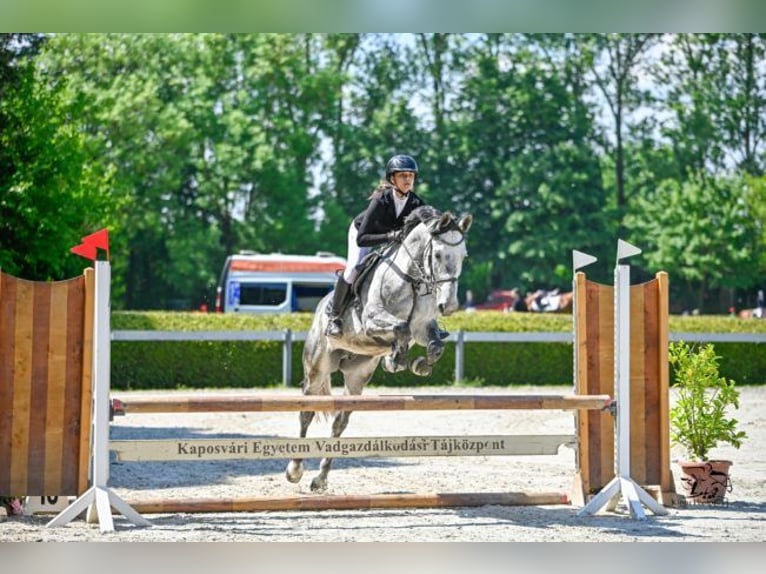 Węgierski koń sportowy Mix Wałach 9 lat 165 cm Siwa jabłkowita in Kaposvár