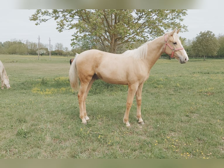 Węgierski koń sportowy Wałach Źrebak (01/2026) 157 cm Izabelowata in Marcali