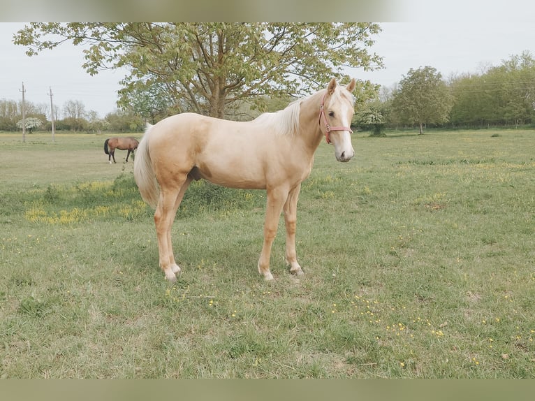 Węgierski koń sportowy Wałach Źrebak (01/2026) 157 cm Izabelowata in Marcali