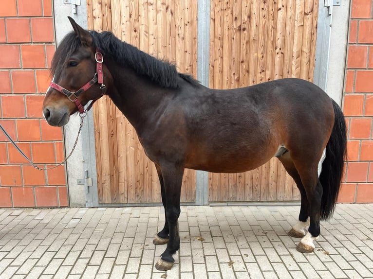 Węgierski koń sportowy Wałach 11 lat 142 cm Gniada in Walldorf